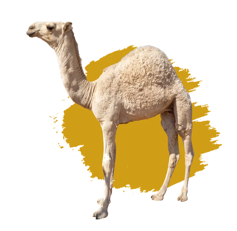 حاشي