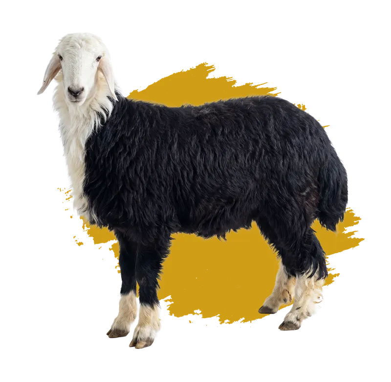 نجدي